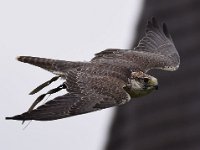 Ger- und Sakerfalke 038